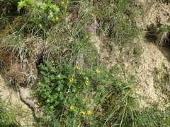 Chamaecytisus hirsutus