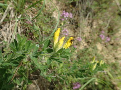 Chamaecytisus hirsutus