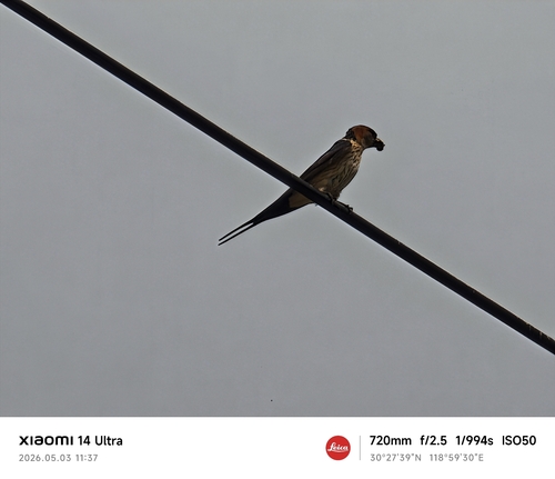 Eastern Red-rumped Swallow