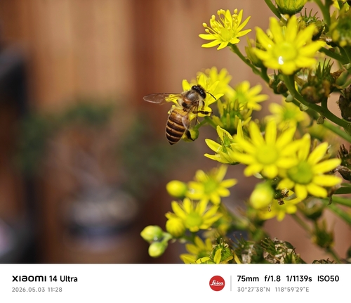 Asian Honey Bee