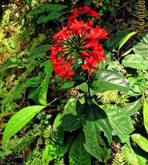 Clerodendrum splendens, photograph Philippe Hornus, CC BY, iNaturalist via GBIF