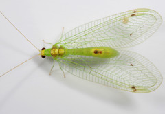 Leucochrysa insularis