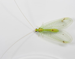 Leucochrysa insularis
