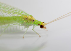 Leucochrysa insularis