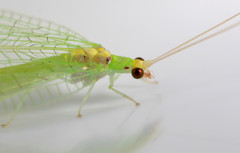 Leucochrysa insularis