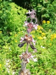 Stachys alpina
