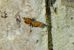 Crocanthes pyrochorda