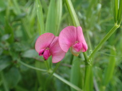 Lathyrus sylvestris