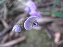 Glycine rubiginosa