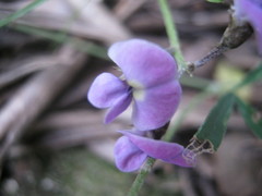 Glycine rubiginosa