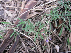 Glycine rubiginosa