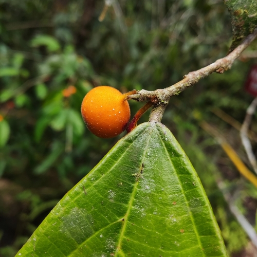 Ficus heteropleura observed 2026-04-11