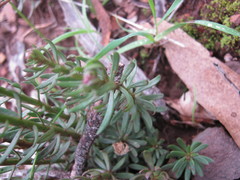 Stackhousia subterranea