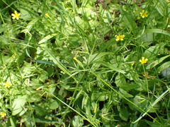 Rhagadiolus edulis, photograph author not stated, no rights reserved