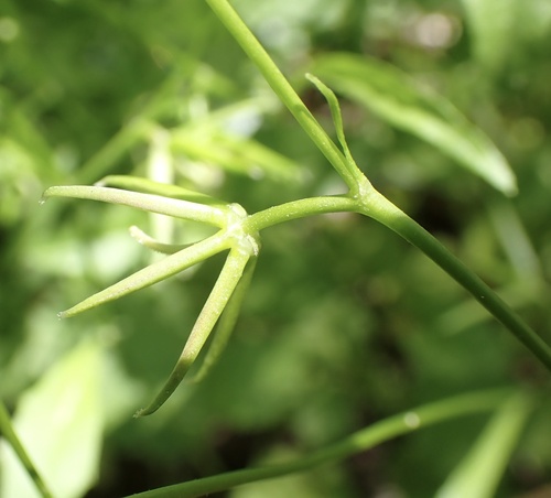 Rhagadiolus edulis, photograph 4