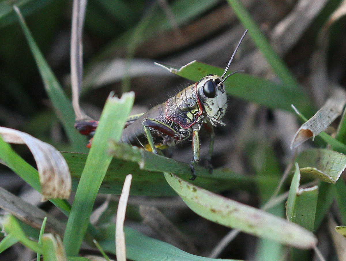 Acrididae image