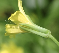 Rhagadiolus edulis, photograph author not stated, no rights reserved