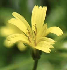 Rhagadiolus edulis, photograph author not stated, no rights reserved