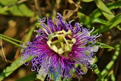 Passiflora serratifolia