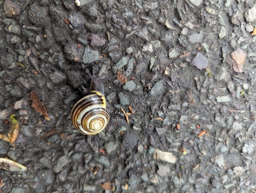 Cepaea hortensis