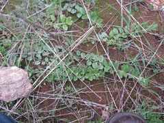 Kickxia spuria integrifolia