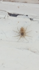 Oecobius maculatus