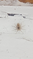 Oecobius maculatus