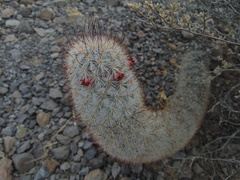 Mammillaria pottsii