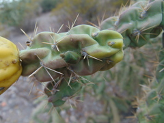 Chlorochroa opuntiae