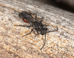 Ephutomorpha lateralis