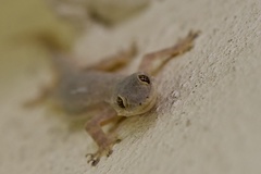 Hemidactylus platyurus