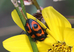Astylus nigrolimbatus
