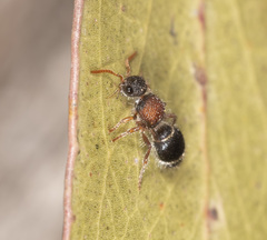 Ephutomorpha dorsigera