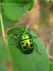 Chrysocoris purpureus