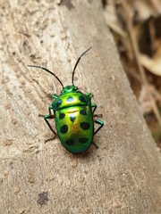 Chrysocoris purpureus