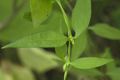 Pterygocalyx volubilis