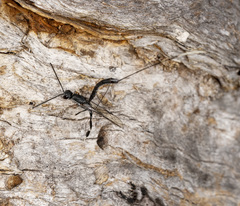 Gasteruption primotarsale