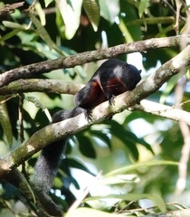 Callosciurus prevostii pluto