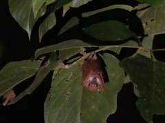 Macroglossus minimus