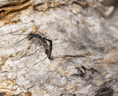 Gasteruption primotarsale