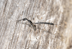 Gasteruption cylindricum