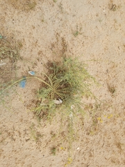 Haplophyllum tuberculatum