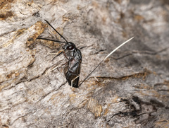 Gasteruption primotarsale