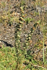 Artemisia viridis