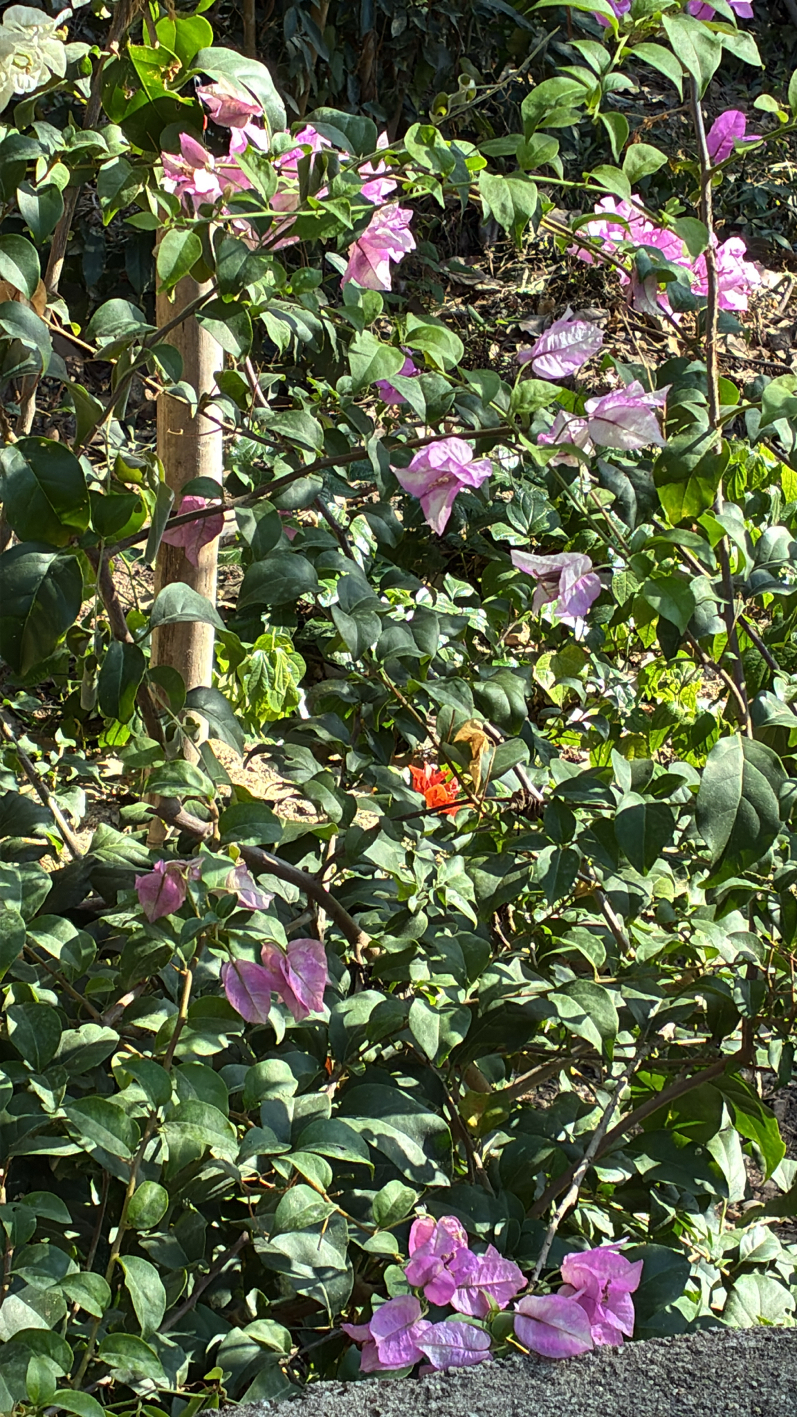 Bougainvillea glabra — ảnh 2