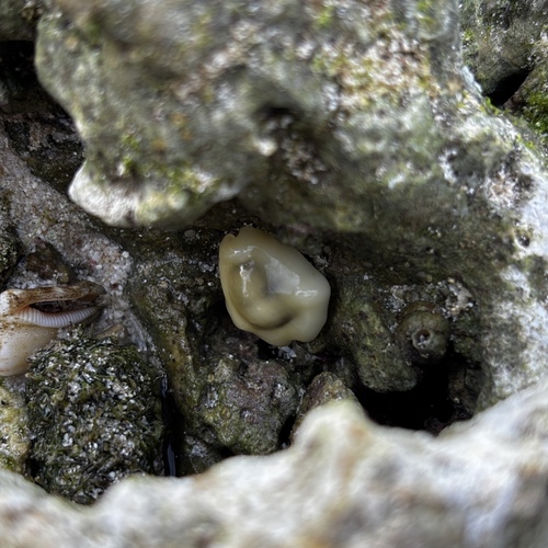 Cypraea moneta observed 2026-05-03