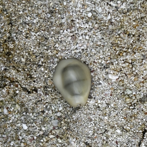Cypraea moneta observed 2026-05-03