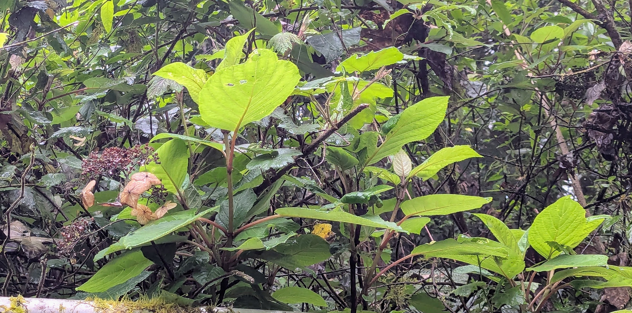Rough-leaved hydrangea