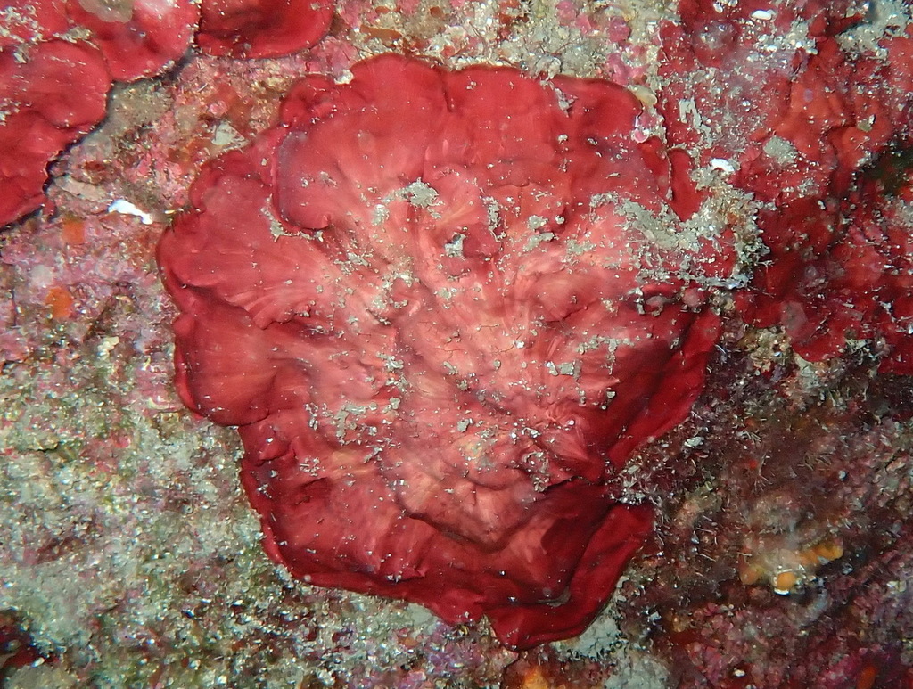 Peyssonnelia rosa-marina
