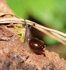 Victaphanta compacta